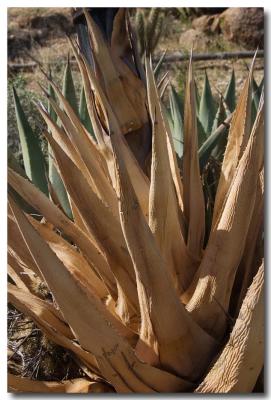 g3/73/234373/3/58958136.060416035Driedagave.jpg