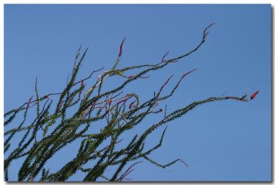 Ocotillo