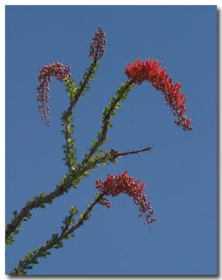 Ocotillo