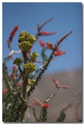 g3/73/234373/3/58958145.060416065Agavebuds.jpg