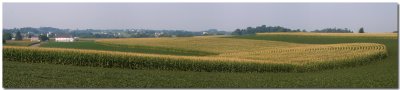 Amber waves of corn