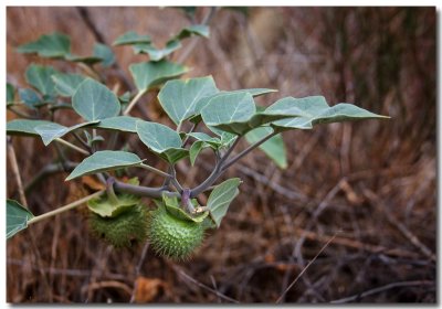Western jimsonweed