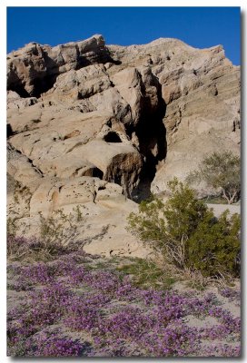 Desert sand verbena