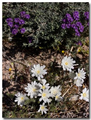 Purple and white