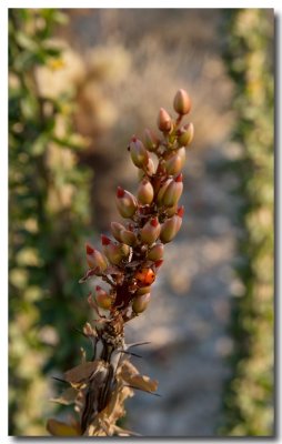 Ocotillo