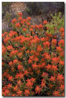 Indian paintbrush