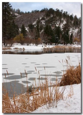 Narrowleaf cattail