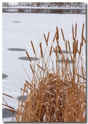 Cattail