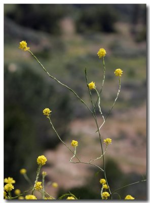 Black mustard