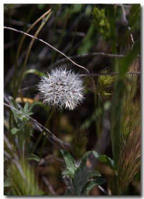 Silverpuff