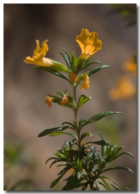 Sticky monkeyflower