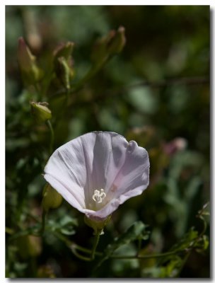 Field bindweed