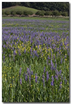 Lupins and mustard #2