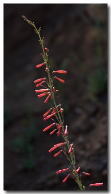 Eaton's firecracker