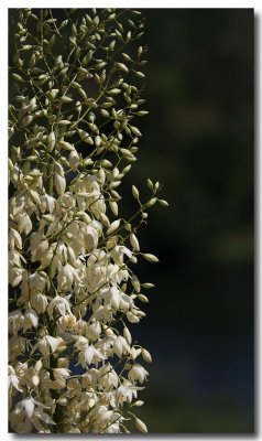 Chapparal yucca