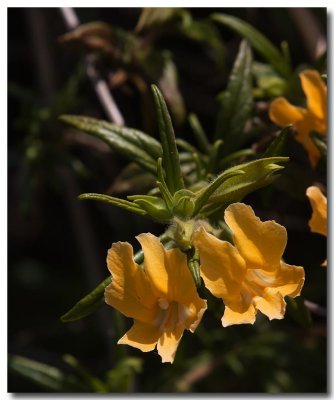 Sticky monkeyflower