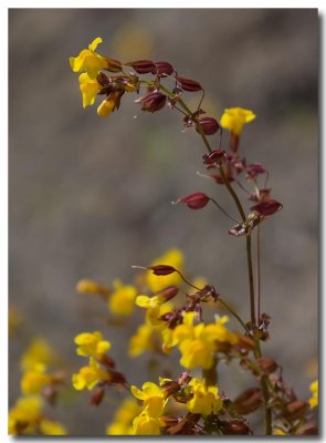 Common monkeyflower