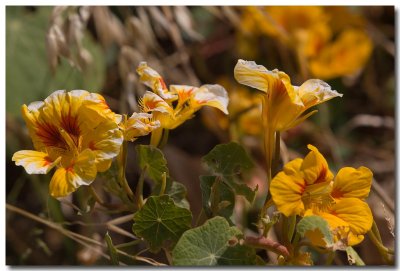 Nasturtium