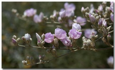 Bush mallow