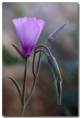 Evening primrose