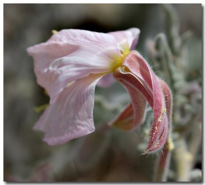 California evening primrose