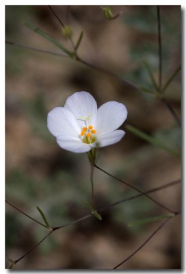 Cream gilia