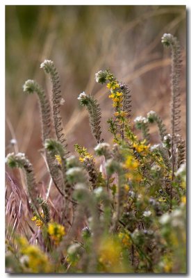 Deer and caterpillars