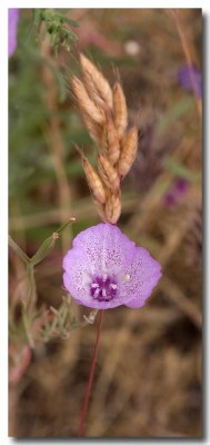 Speckled clarkia