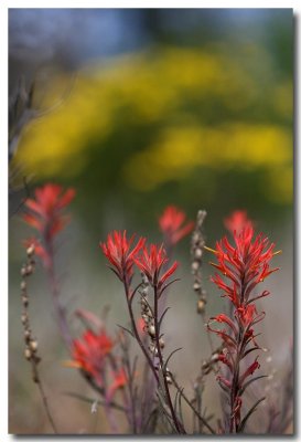 Desert paintbrush