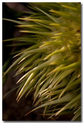 Southern wild cucumber