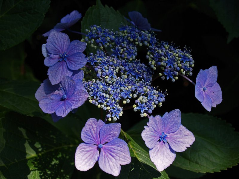 Hydrangea