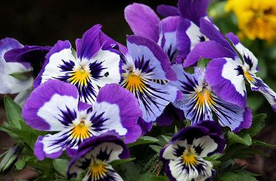 Flowers at The Oregon Garden