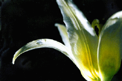 Flower and Waterdrop