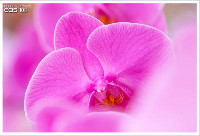 orchids 