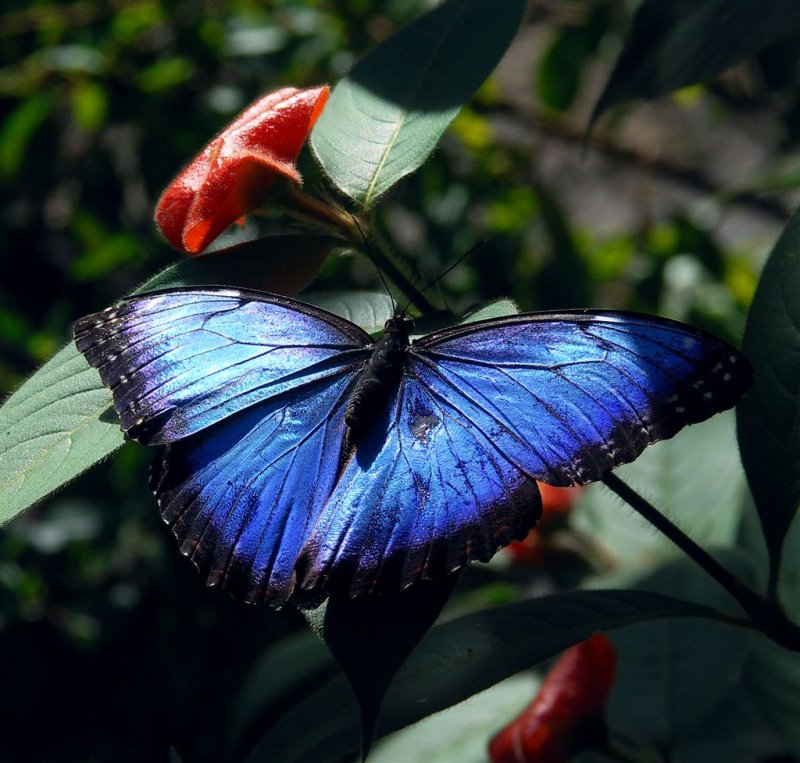 Morpho Butterfly, Monteverde Forest