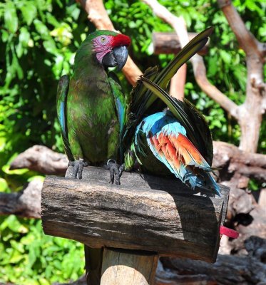 Macaws Couple, Xcaret