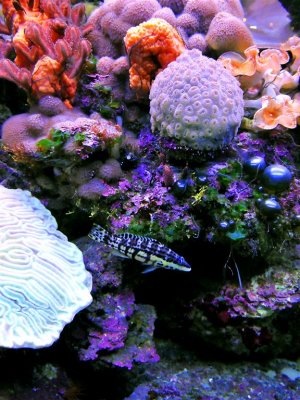 Diving in Paraiso Reef, Mayan Riviera