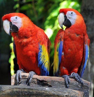 Scarlet Macaws, Xcaret