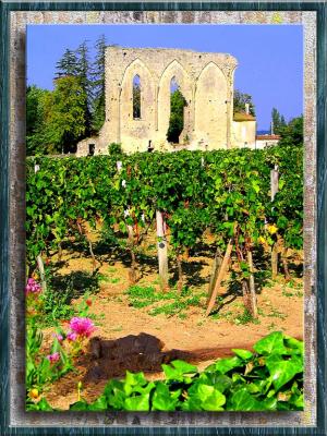 Vineyards In St.Emillion