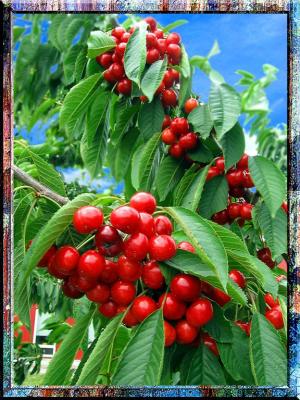 Sour Cherries In Burgundy