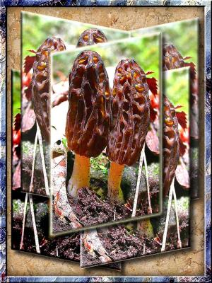 Morels In Forest, Important Ingredient Of Cuisine