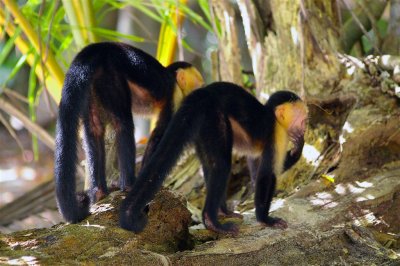 Capuchin Monkeys Stunned By Looks Of Homo Sapience, Tortuguero Selva
