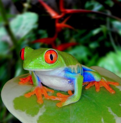 Red Eye Tree Frog, Monteverde Cloud Forest