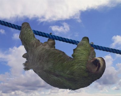 Two-Toed Sloth In Stunt, Manuel Antonio National Park