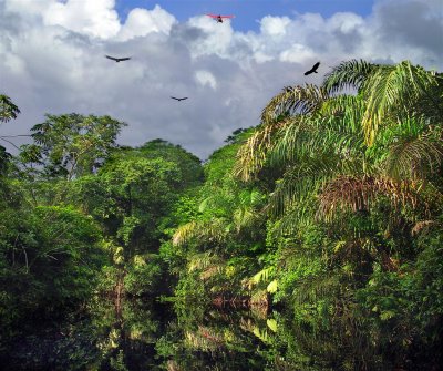 Amazon Of Costa Rica, Selva Of Tortuguero National Park