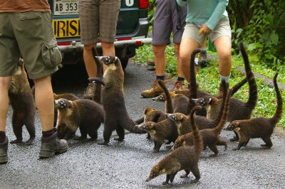 Formerly Known As A Wild Life, Coatimundis In Arenal National Park