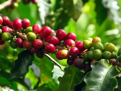 Cofee Beans On Plantations, Monteverde National Park
