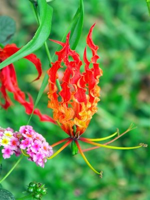 Flame Flower, Poas National Park