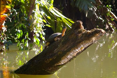 Sunbathing Black Turtle, Tortuguero Selva