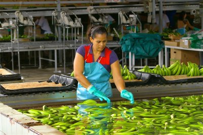 Banana Processing Facility, Costa Rica Is Not  A Paradise...